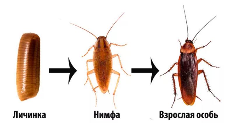 цикл жизни тараканов